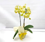 orchid, orchid delivery Richmond, Richmond orchid store, best orchid arrangement, plants