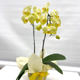 Gift Wrapping Orchid Plant