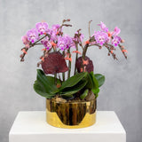 Small Orchid Round Arrangement