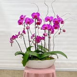 orchid, orchid delivery Richmond, Richmond orchid store, best orchid arrangement, plants