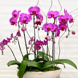 Mixed Potted Orchid Plant