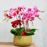 Small Orchid Round Arrangement